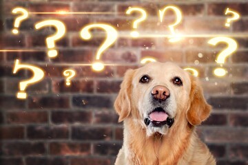Thinking dog and light question mark