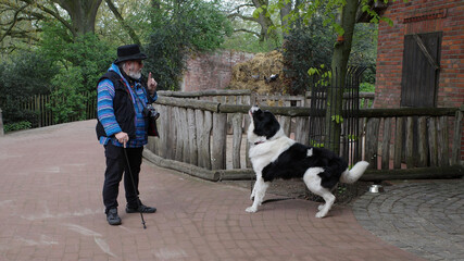 Senior photographer is telling a barking dog to keep quiet. The dog is a landseer