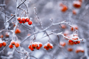 Winter atmospheric landscape with frost-covered dry plants during snowfall. Winter Christmas background