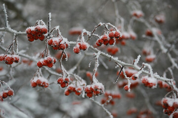 White snow on a bare tree branches on a frosty winter day, close up. Natural background. Selective botanical background.