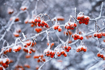 Winter atmospheric landscape with frost-covered dry plants during snowfall. Winter Christmas...