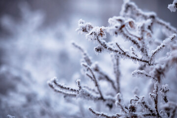 Winter atmospheric landscape with frost-covered dry plants during snowfall. Winter Christmas background