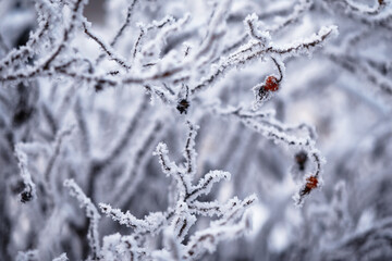 Winter atmospheric landscape with frost-covered dry plants during snowfall. Winter Christmas background