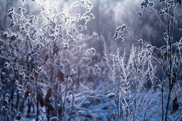 Winter atmospheric landscape with frost-covered dry plants during snowfall. Winter Christmas background