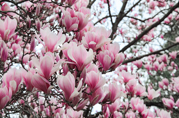 Pink magnolia flowers in close-up.