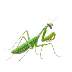 Detailed view of a green praying mantis transparent background, PNG