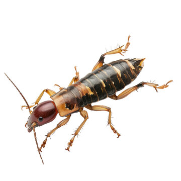 Detailed macro image of an earwig showcasing its distinctive pincers and segmented body transparent background, PNG