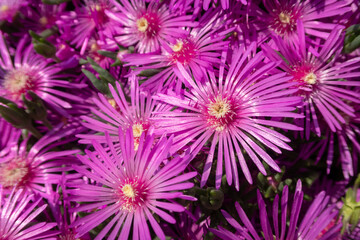 Lampranthus spectabilis