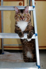 Frisky tabby cat standing up on his hind legs. Serious business tabby cat in front looking on...