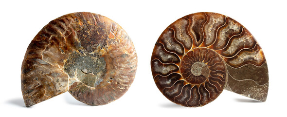 Ancient Mollusk Ammonite Fossil. Isolated background, endless spiral of fractals concept. A...
