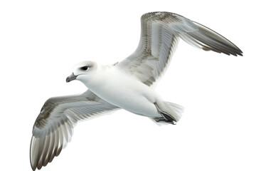 White Seagull Flying Over White Background