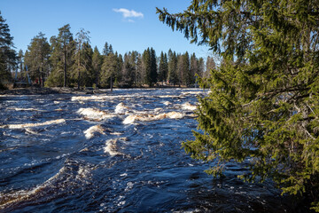 Koitelinkoski rapids in springtime, Oulu Finland
