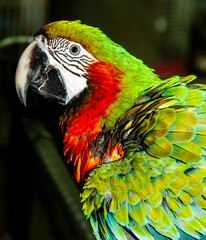 South American Macaw