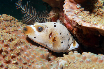 blackspotted puffer or dog-faced puffer (arothron nigropunctatus)  © Olga