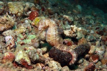 sea horse Hippocampus ingenues 
