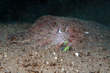 cuttlefish close up, underwater photo