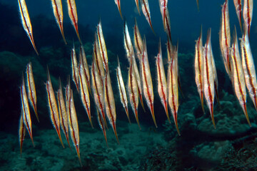 razorfish in the sea, underwater photo