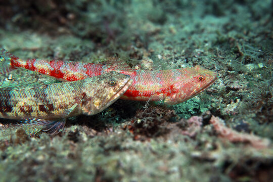 The variegated lizardfish (Synodus variegatus) is a lizardfish of the family Synodontidae