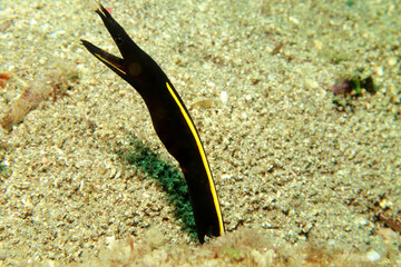 Black Ribbon Eel (juvenile) - Rhinomuraena quaesit