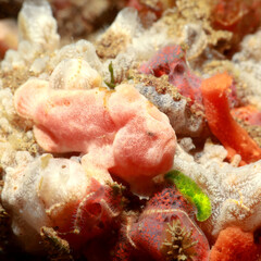 Painted Frogfish (Antennarius pictus) pink one