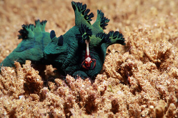 Emperor shrimp in symbiosis with a nudibranch