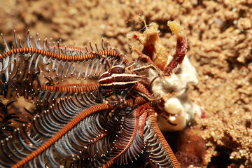 Allogalathea elegans,Crinoid Squat Lobster