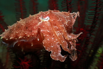 cuttlefish in the sea, underwater photo