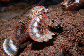 Inimicus didactylus