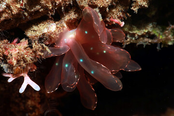 Butterfly Cyerce Nudibranch, Elegant Cyerce