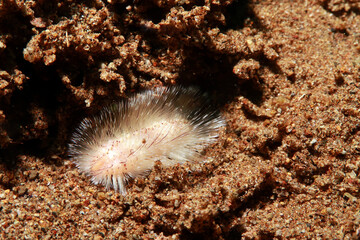 marine worm on the seafloor