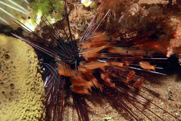 underwater landscape, fish inside a sea urchin