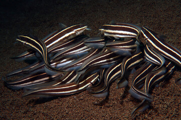 cat fish in the sea