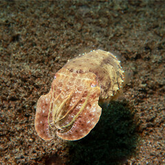 cuttlefish in the sea, underwater photo