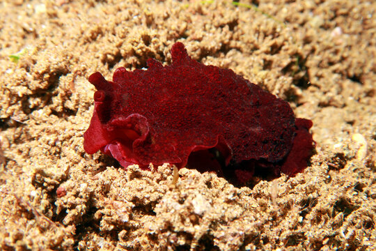 Aegires malinus is a species of sea slug. It is a dorid nudibranch, a shell-less marine gastropod mollusc in the family Aegiridae
