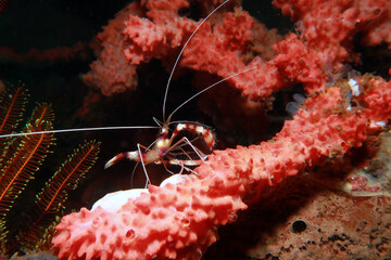 Striped coral shrimp Stenopus hispidus