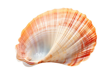 Obraz premium The photo shows a beautiful seashell with a pink and white striped pattern. It is a perfect decoration for any home.