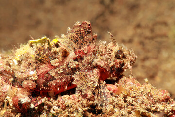 Scorpaenopsis papuensis or scorpion fish