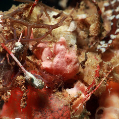 Painted Frogfish (Antennarius pictus) pink one