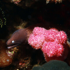 Moray Eel, latin name Gymnothorax flavimarginatus 