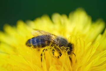 World Bee Day. Bee Pollinating Bright Yellow Flower