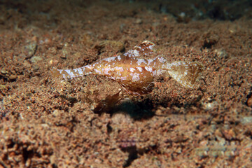 Robust Ghost Pipefish Solenostomus Cyanopterus. 