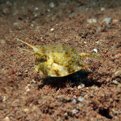 Lactoria cornuta or longcorn cowfish