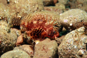 Dendrochirus brachypterus is a species of marine fish of the Scorpaenidae family, scorpionfish
