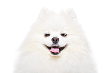 Portrait of a funny cross-eyed Pomeranian Spitz  isolated on a white background