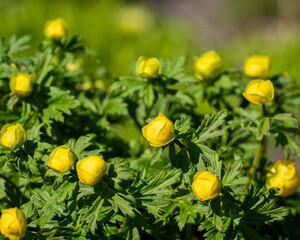 Yellow globeflower, Trollius x cultorum  flowers in close up with a background of blurred leaves and flowers. Rich-yellow, bowl-shaped globeflower on a sunny spring day.