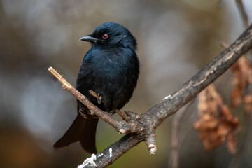 Fork-tailed drongo perched on a twig, Marakele National Park South Africa