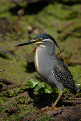 Closeup of a green-backed heron in Rietvlei Nature Reserve, Pretoria South Africa