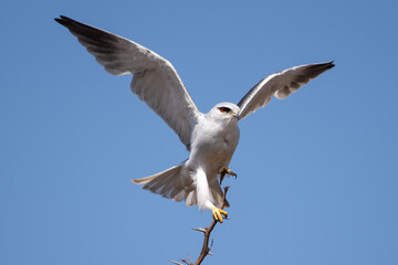 Black-shouldered kite with wings stretched, Rietvlei, Nature Reserve, South Africa