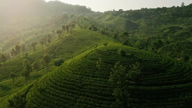 Drone footage over Ceylon mountain tea farms in morning light. Aerial view of green tea plantations in Sri Lanka. Rolling hills with lined tea crops, agriculture farming lands in rural area.