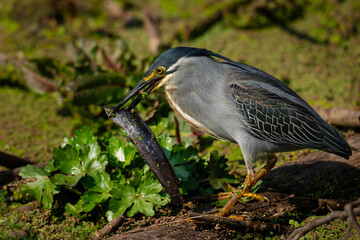 green-backed heron with a fish in it's mouth, Rietvlei Nature Reserve, South Africa